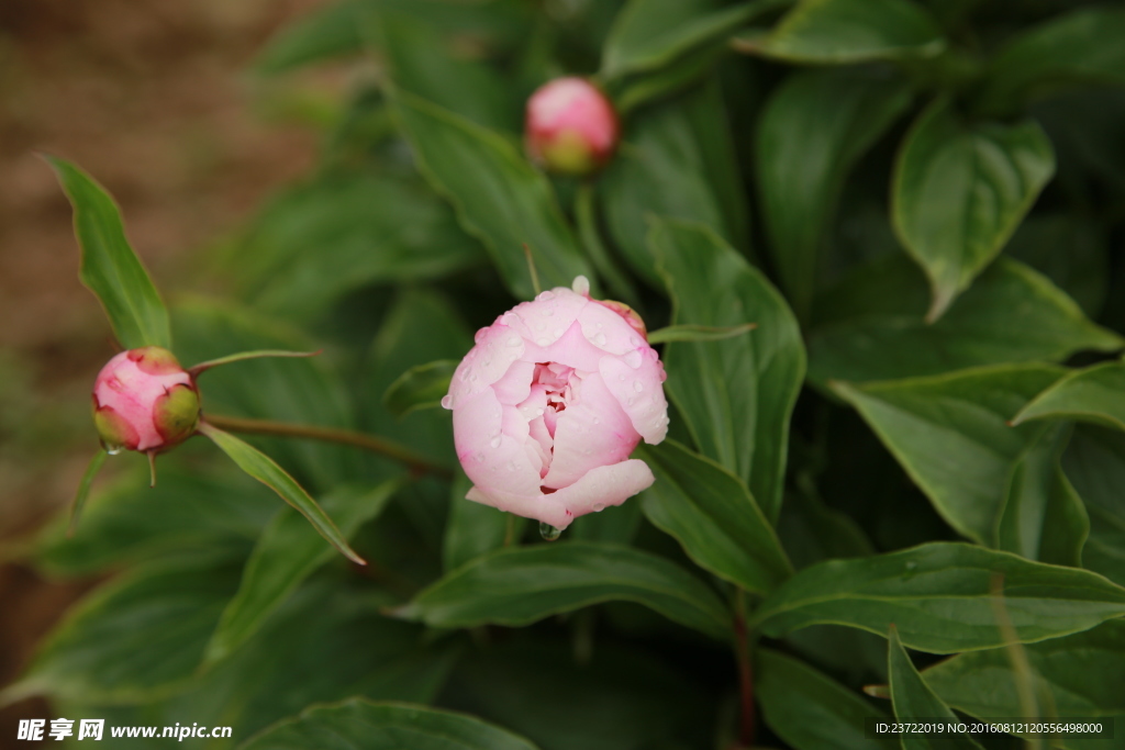 含苞待放的牡丹