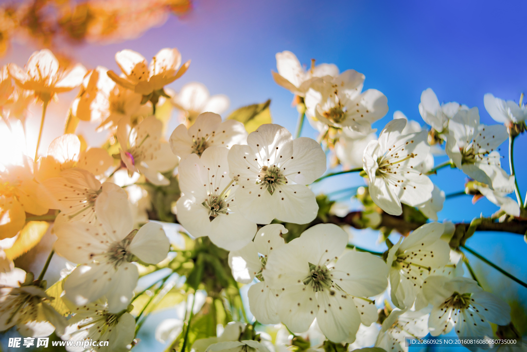 美丽的花朵图片