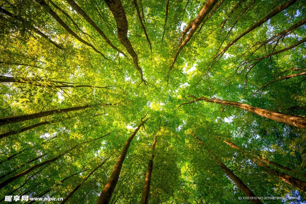 仰望森林顶部