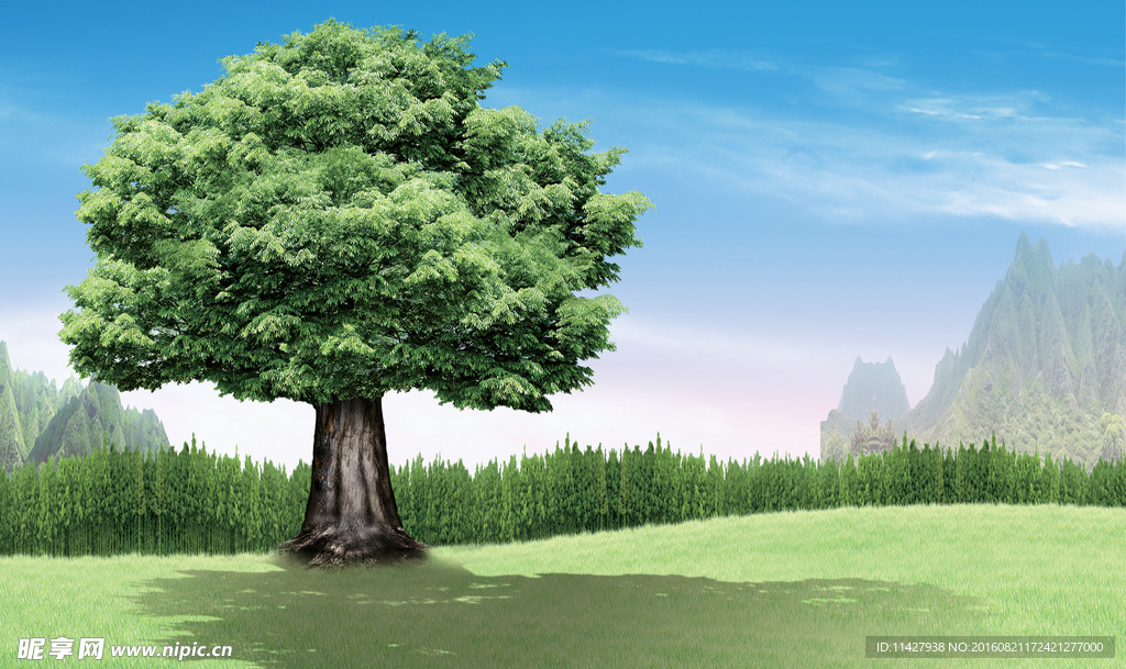 蓝天白云公园大树电视背景墙