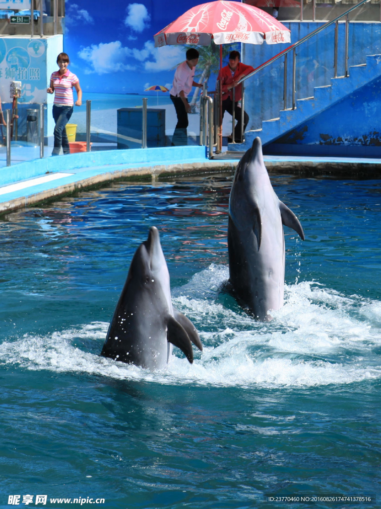 海豚表演