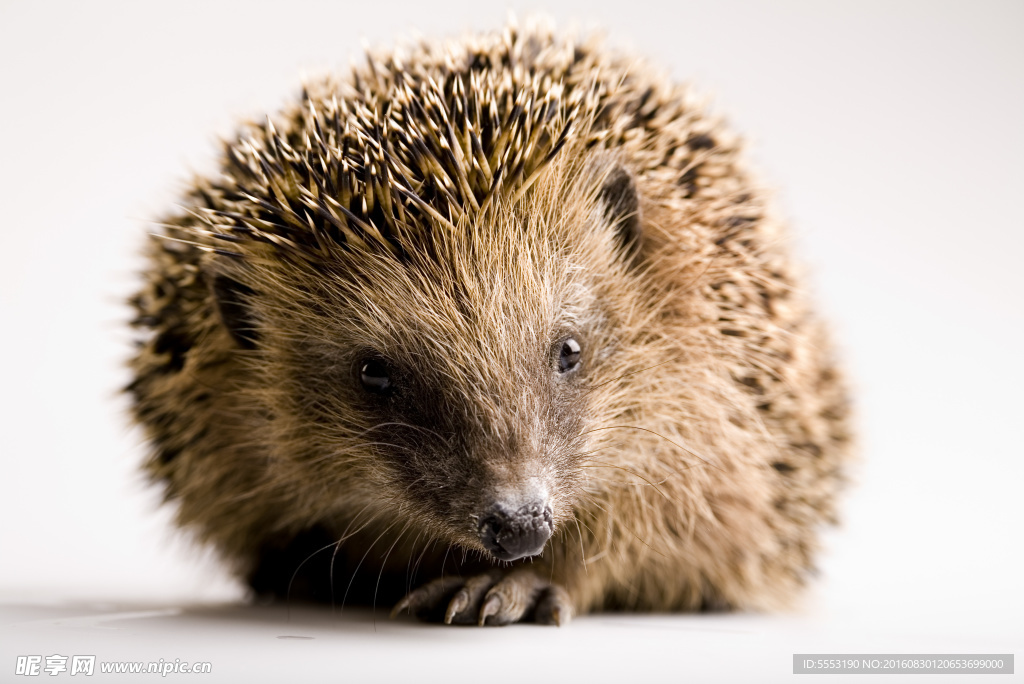 小刺猬