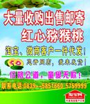 四川红心猕猴桃 奇异果