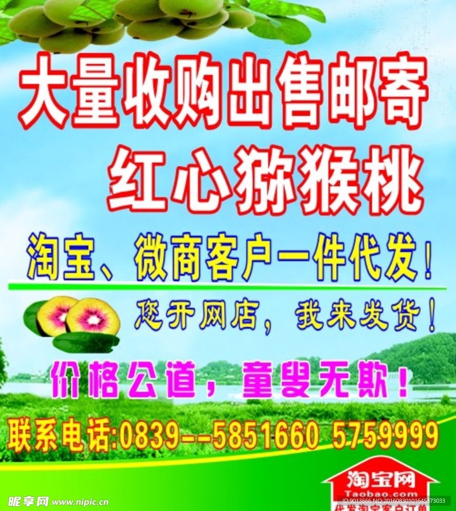 四川红心猕猴桃 奇异果