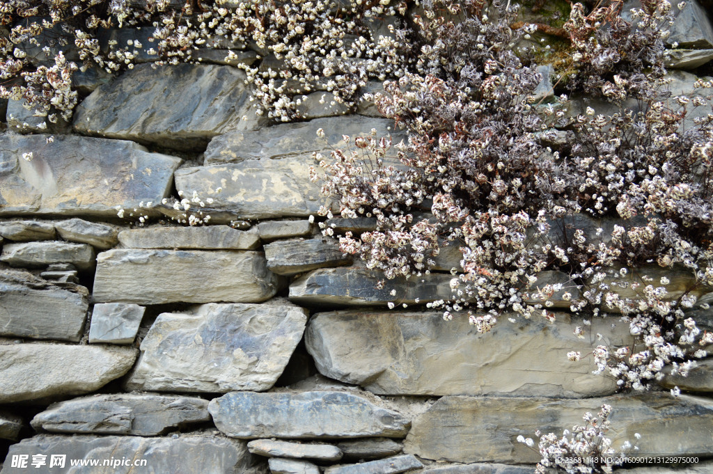 石缝盛开的花