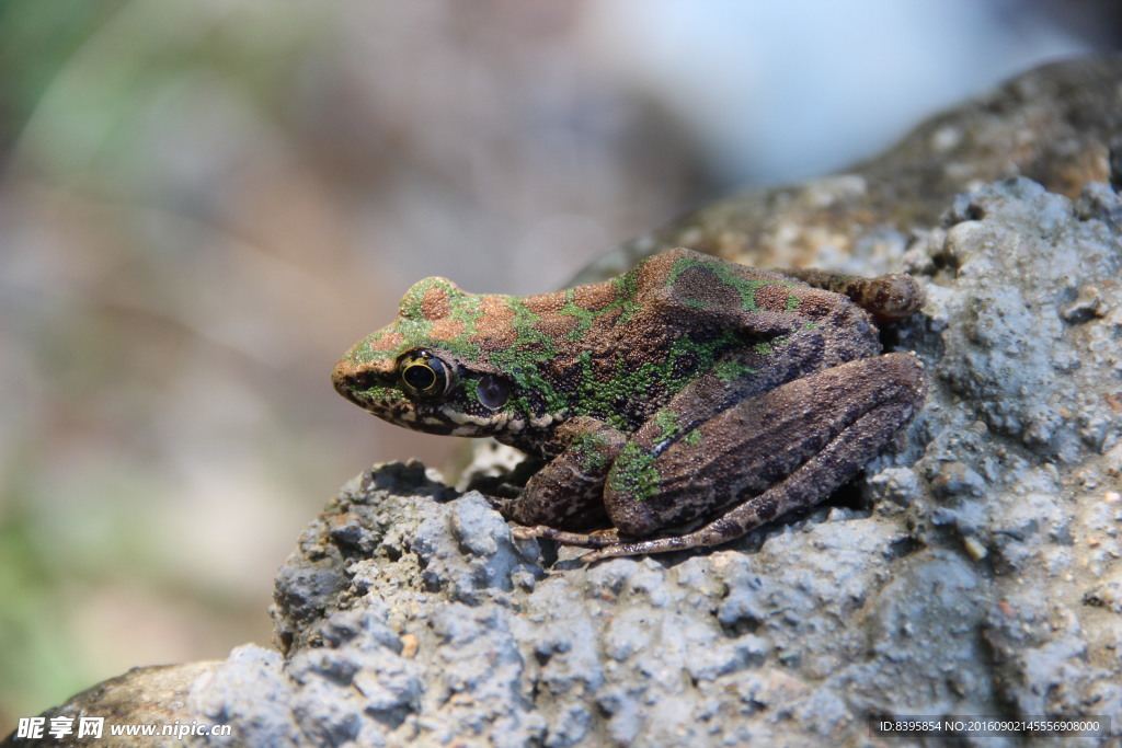 树蛙高清照片