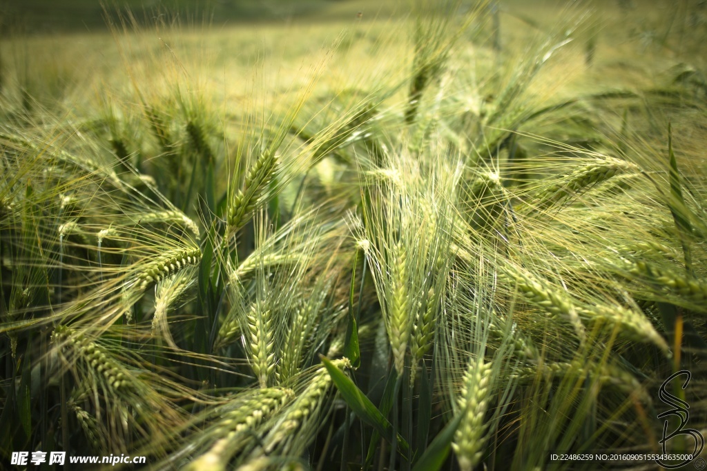 绿色麦苗