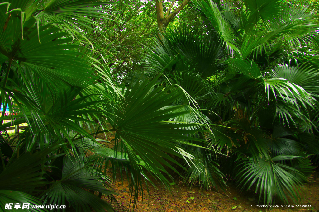 城市园林 大叶蒲葵