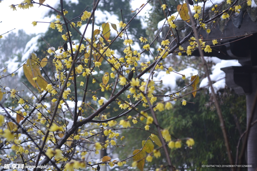 雪中腊梅