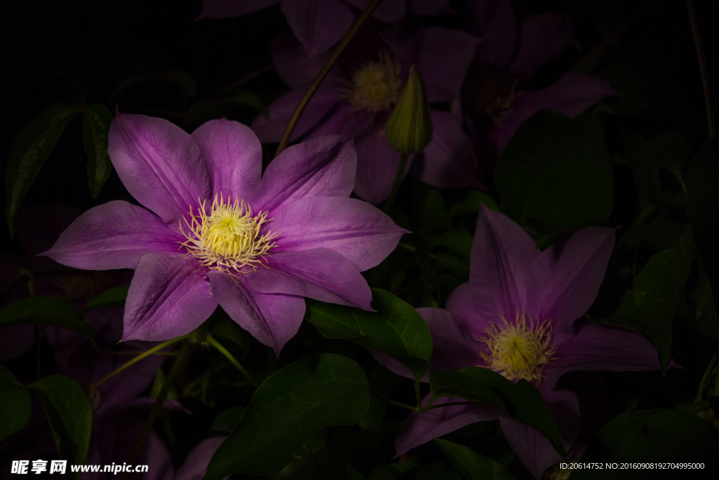 夜色下的紫色花朵
