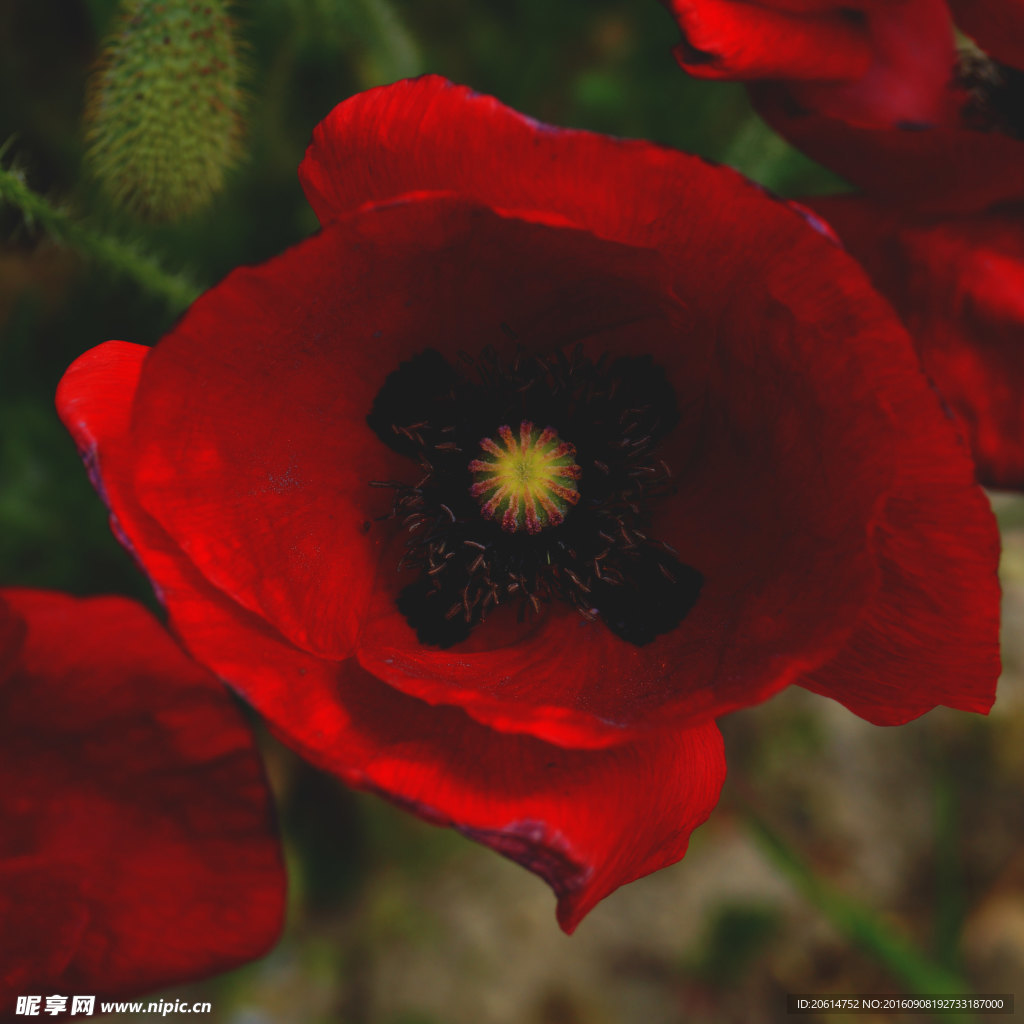 盛开的红色花朵