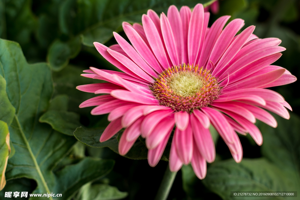 太阳菊 扶朗 非洲菊