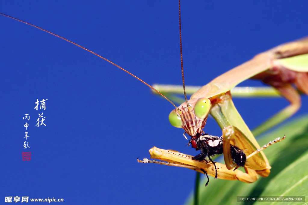 螳螂特写