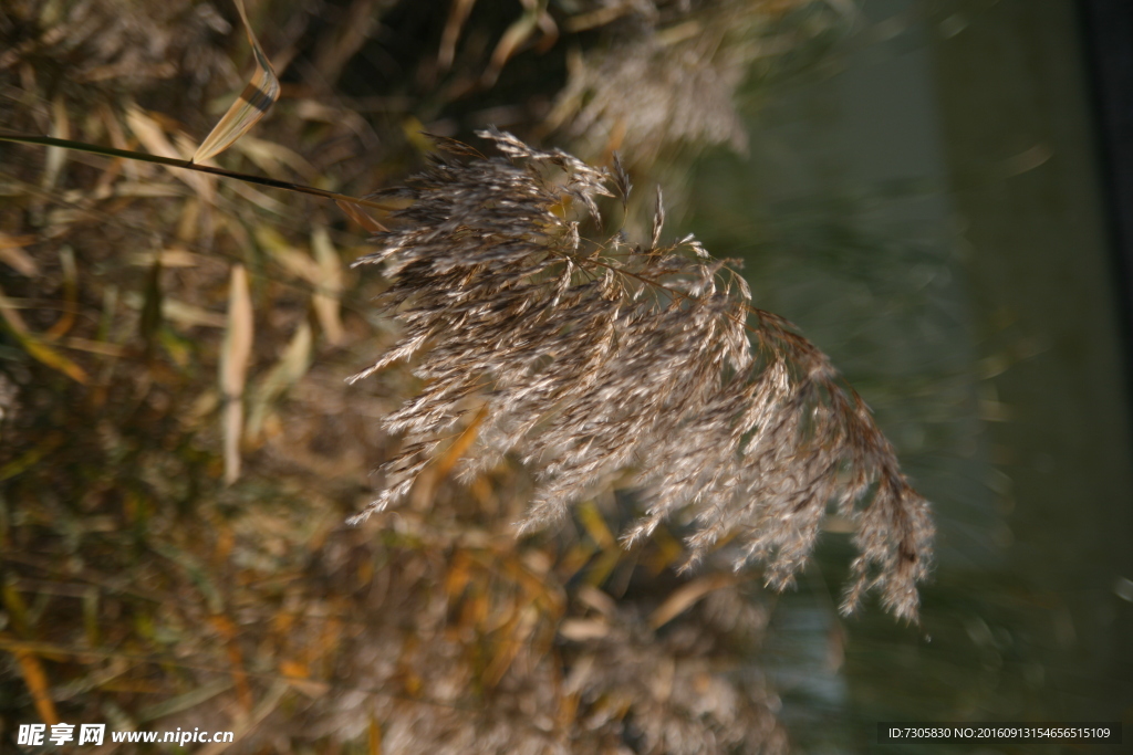 芦苇