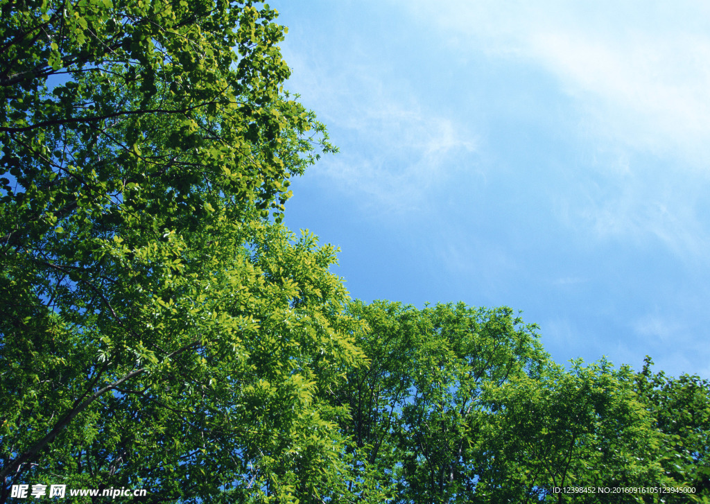 蓝天下的树林
