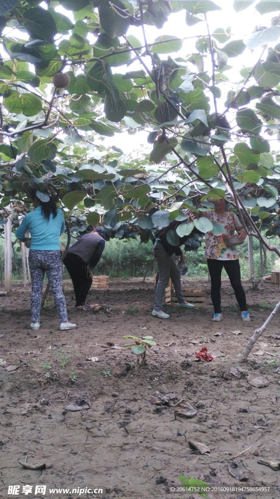 果农采摘猕猴桃