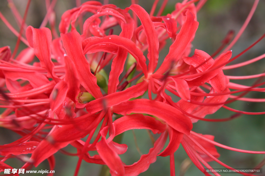 彼岸花 高清放大