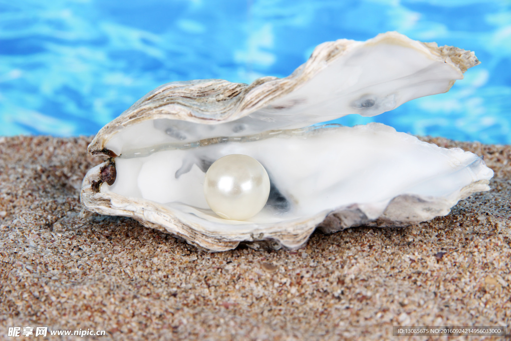 珍珠 贝壳