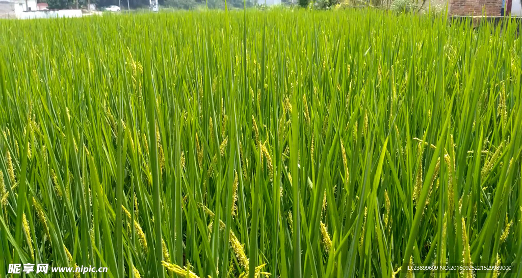 水稻短片（横向移动）