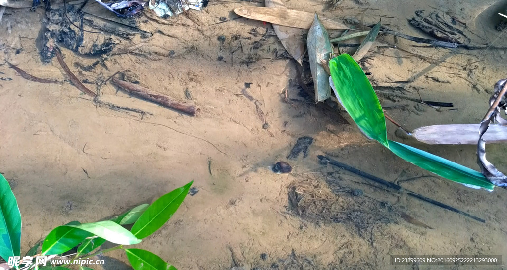 水中爬行的田螺短片（远镜）