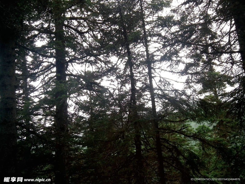 原始森林的夏天