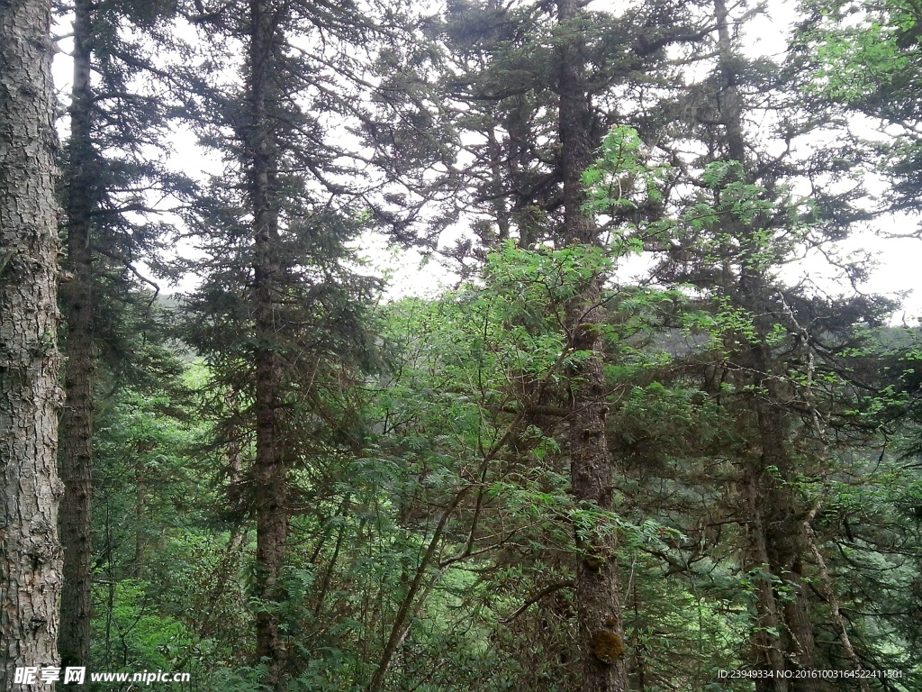 原生态树林
