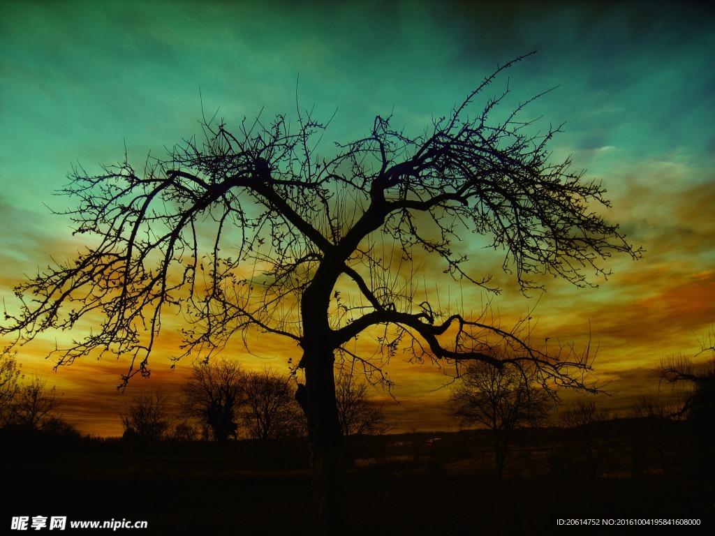 夕阳下的树木景色