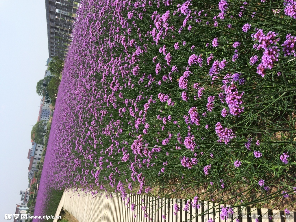 薰衣草 花朵 小花