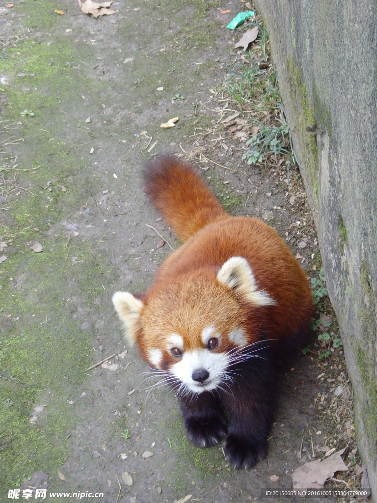 小动物 浣熊 可爱萌物