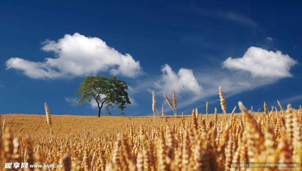 金黄的麦田