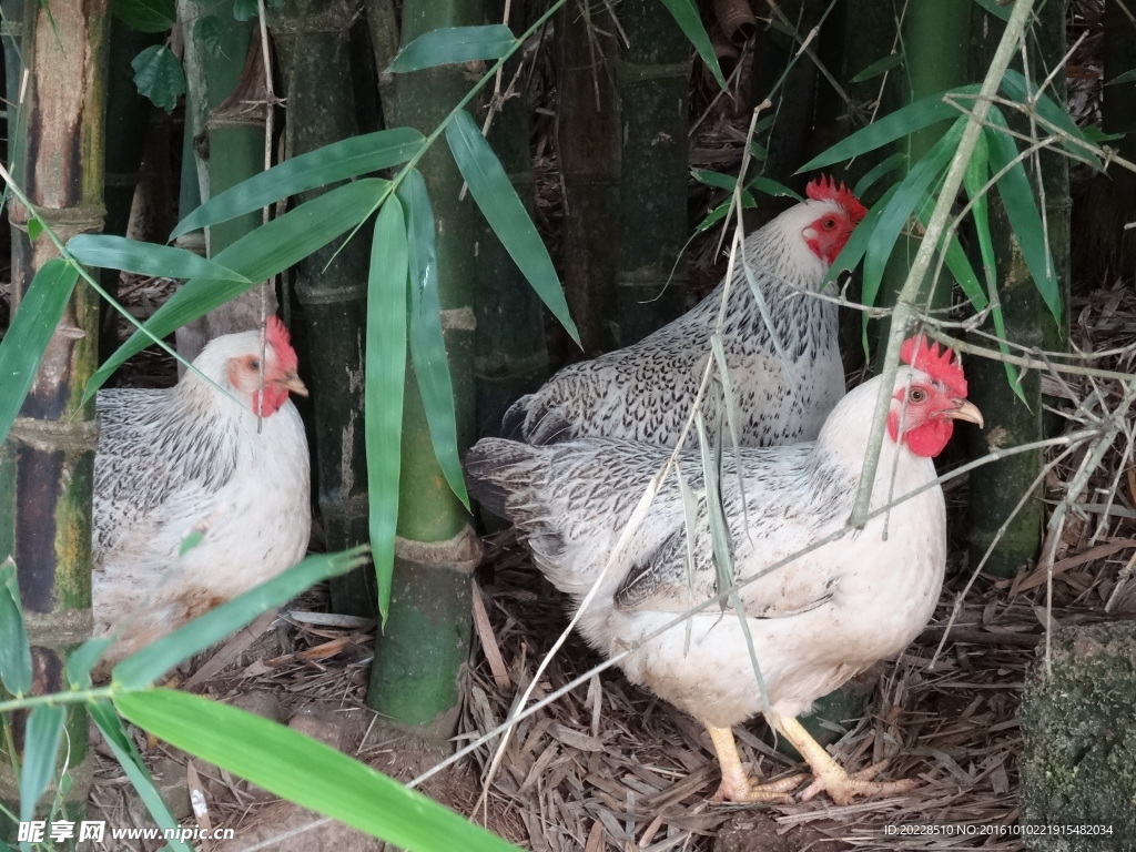 竹林芦花鸡