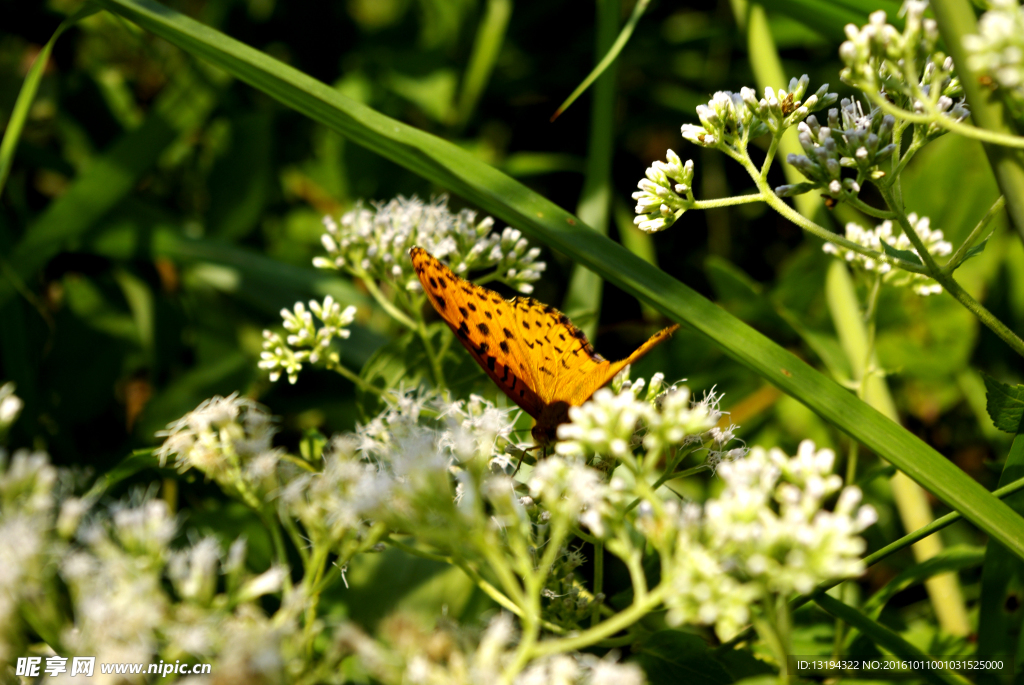 小白花 蝴蝶