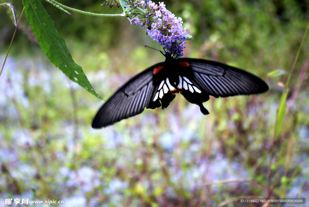 紫藤花 蝴蝶