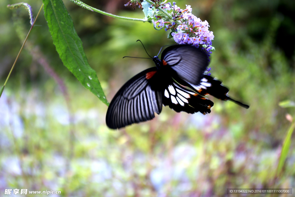 紫藤花 蝴蝶