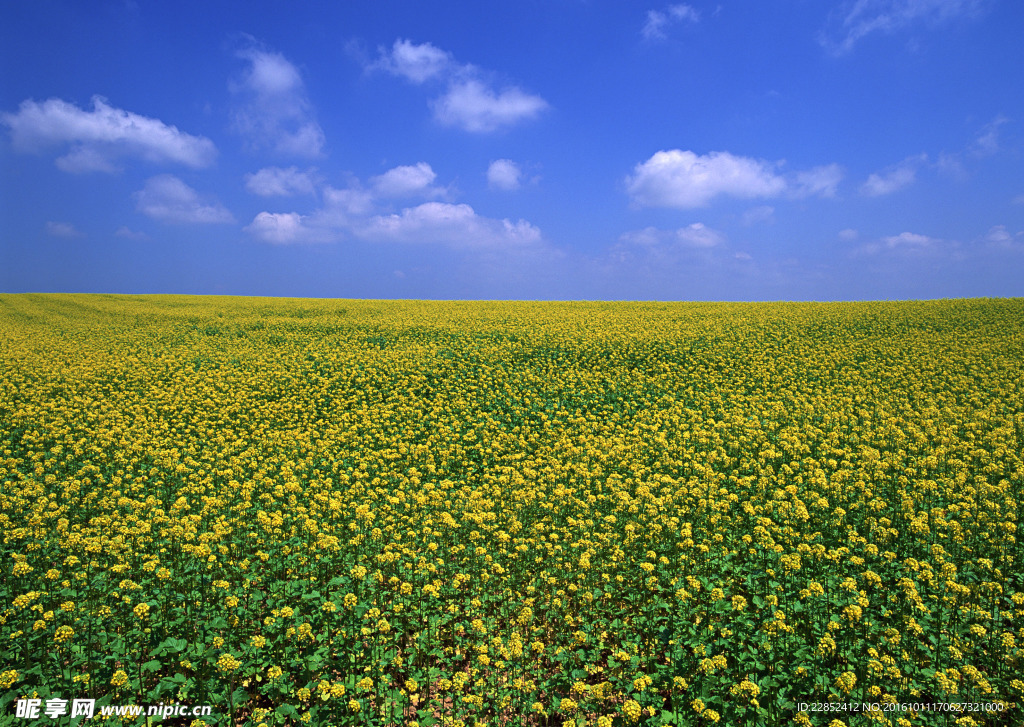 蓝天下花海图片