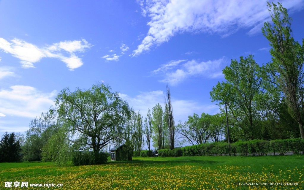 树木丛生自然风景