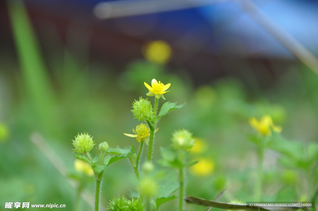 黄色小花