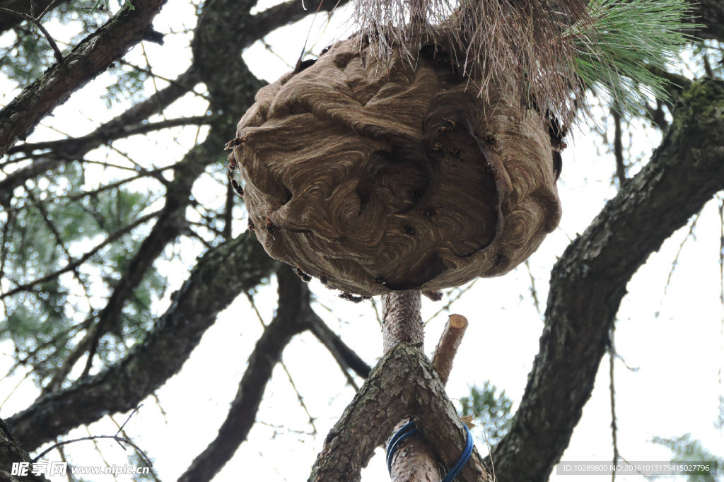 树上的马蜂巢