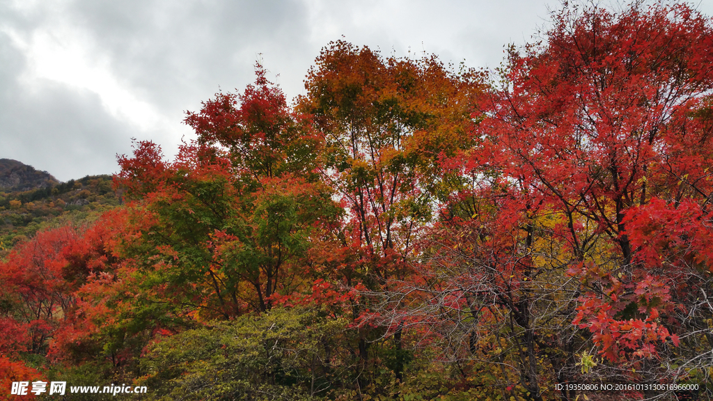 秋天山里的红叶