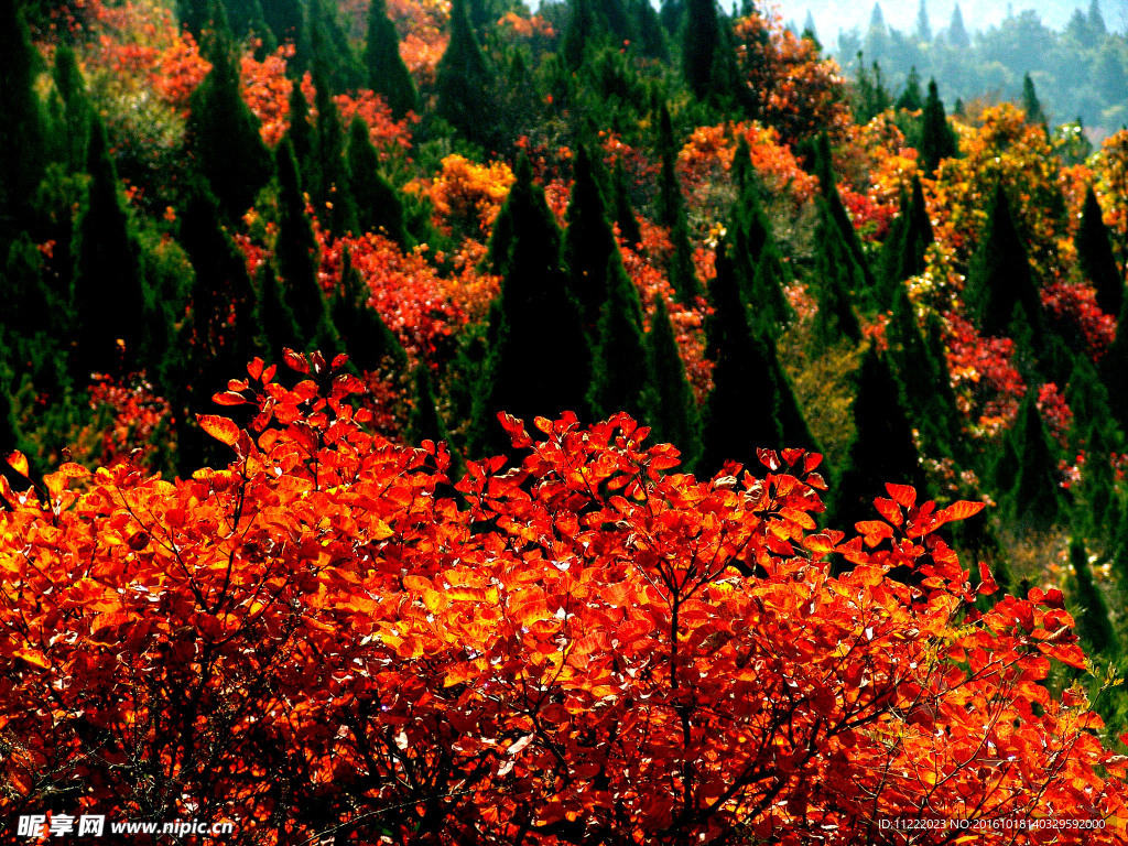 秋日青天河 红遍靳家岭
