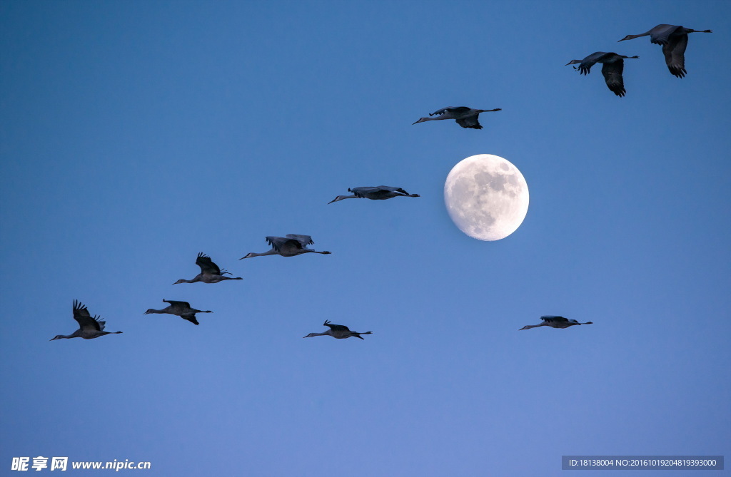 圆月下的飞雁