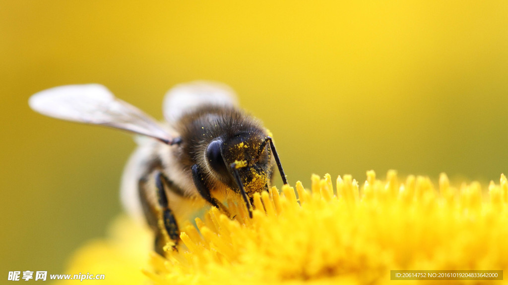 勤劳工作的蜜蜂
