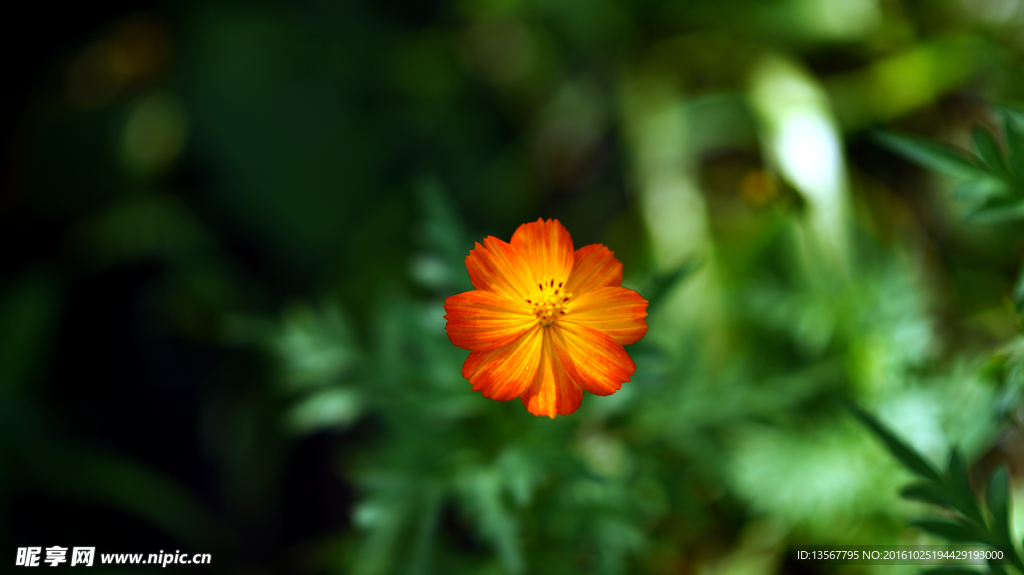 橘色花朵