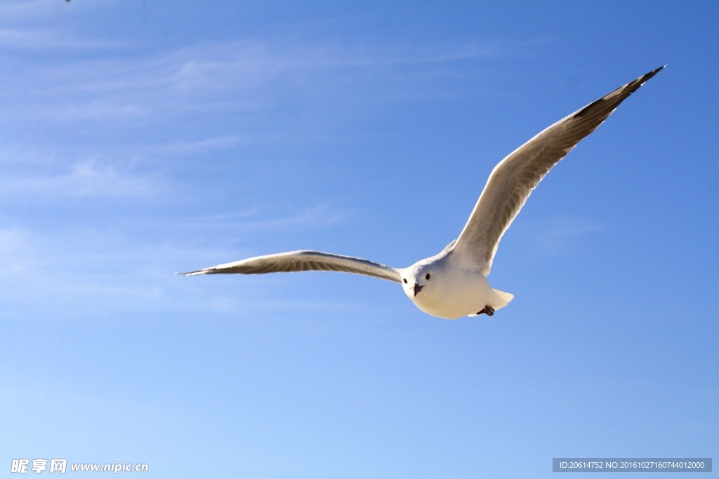 飞行的海鸥
