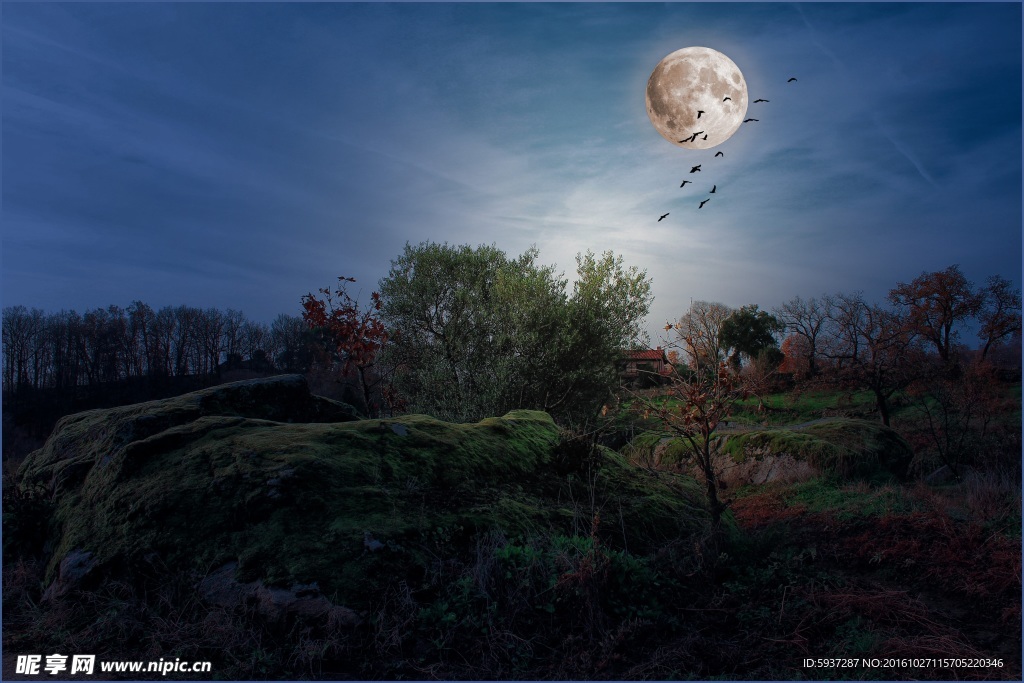 月亮下树林