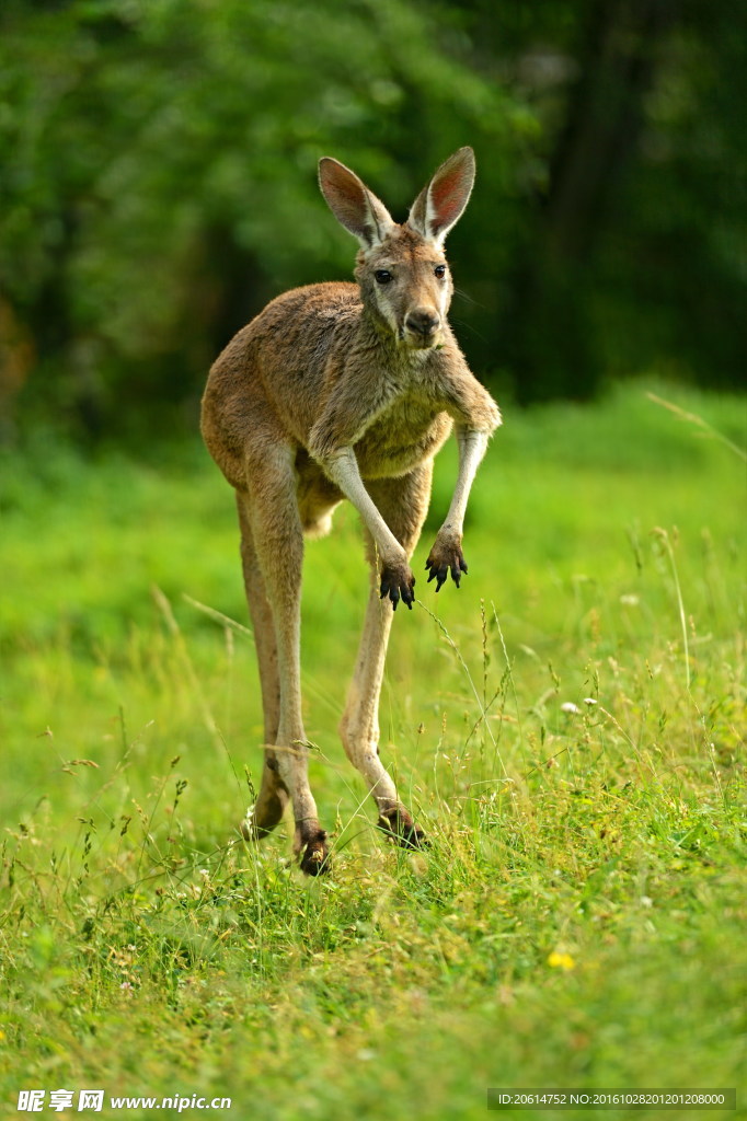 草原上奔跑的袋鼠