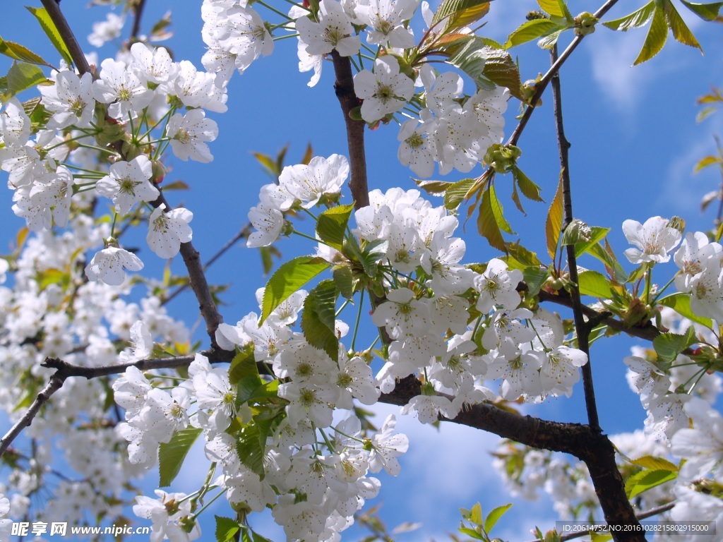 圣洁的樱花