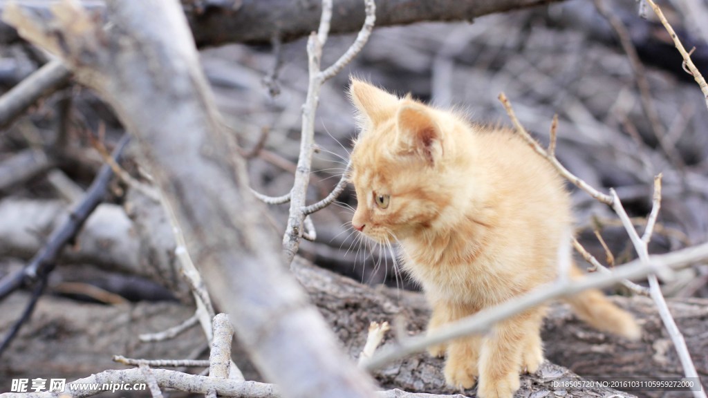 猫素材图片