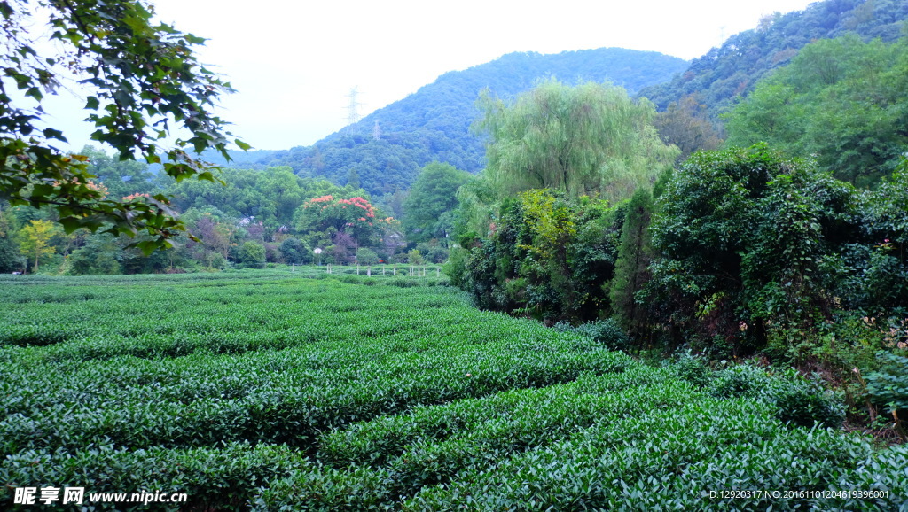 西湖茶田