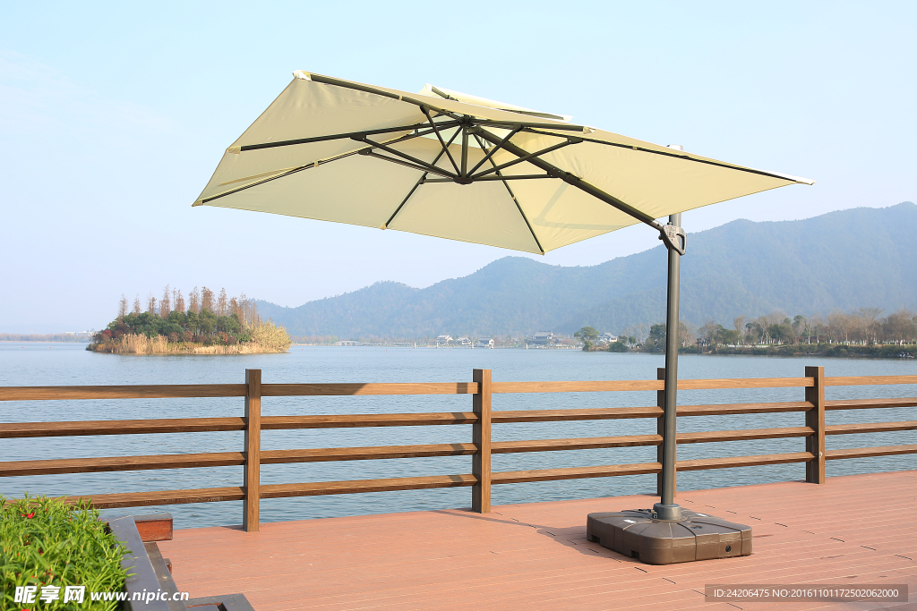 一园米白色无垂边大罗马45度图